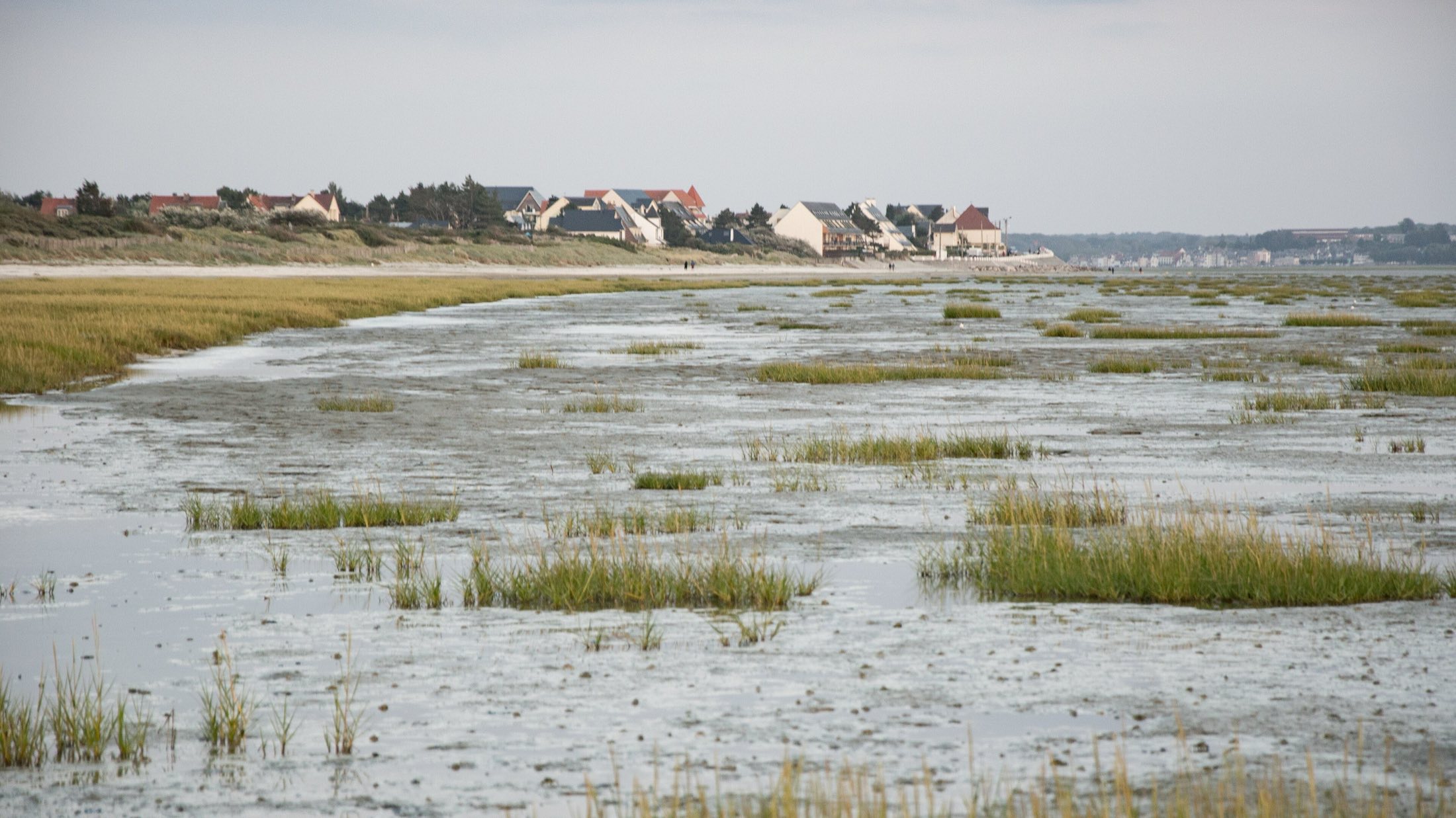 Prés salés de la réserve naturelle de la baie de Somme